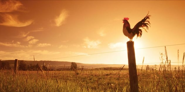 landscape-1482238791-rooster1